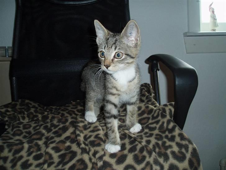 Huskat Neko (død) - Juni 2007 billede 6