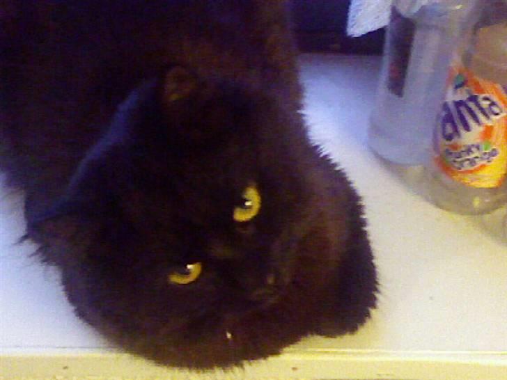 Huskat Pjuske - er jeg ikke kær??  billede 1