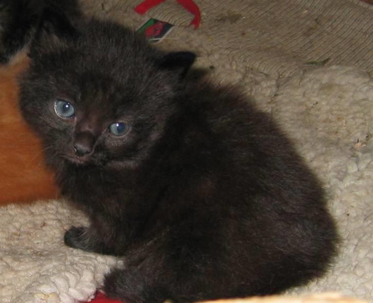 Huskat Pjuske - Pjuske som lille killing :D billede 2