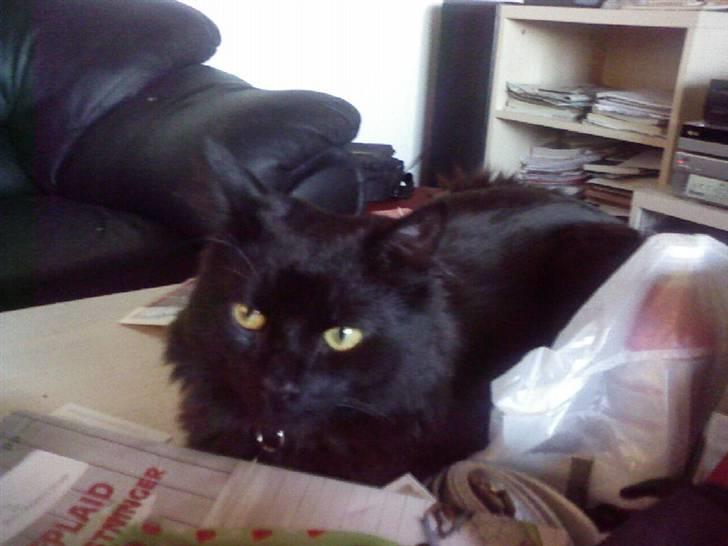 Huskat Pjuske - hvem kigger du på jeg gør ikke noget.. billede 3