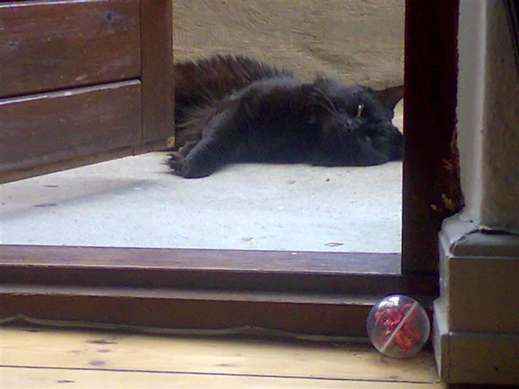 Huskat Pjuske - arrr.... dejligt og ligge her i solen..  billede 4