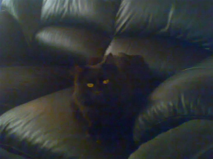 Huskat Pjuske - jeg ligger på sofaen bare mor ikke opdager mig.. hehe,, billede 5