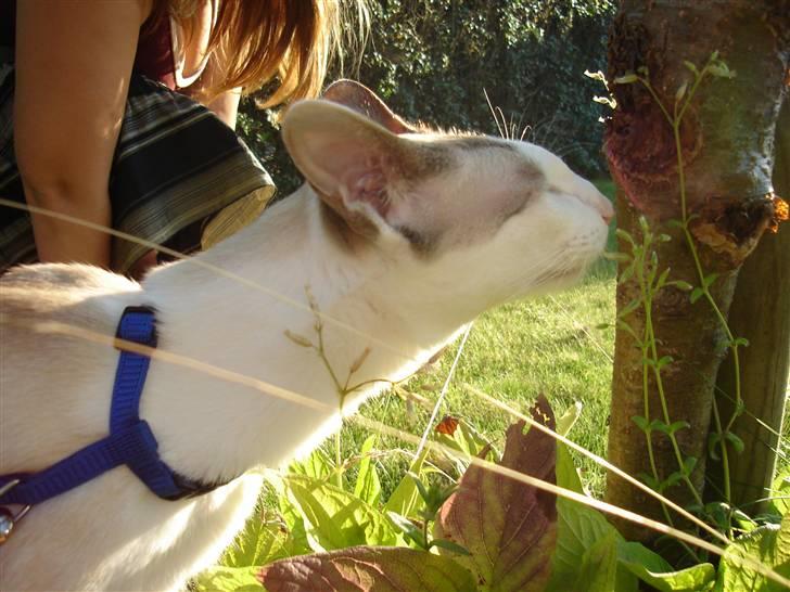 Siameser Mr weasley billede 9