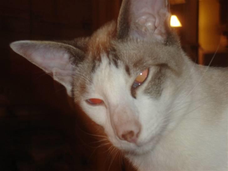 Siameser Mr weasley billede 10