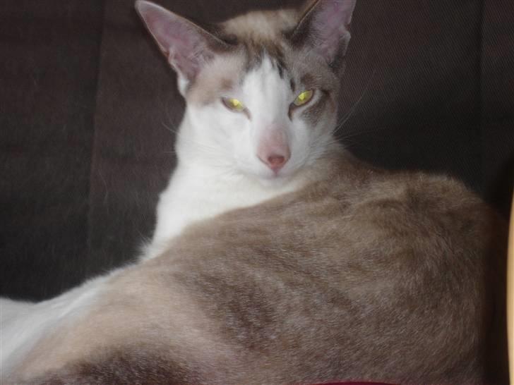 Siameser Mr weasley billede 11