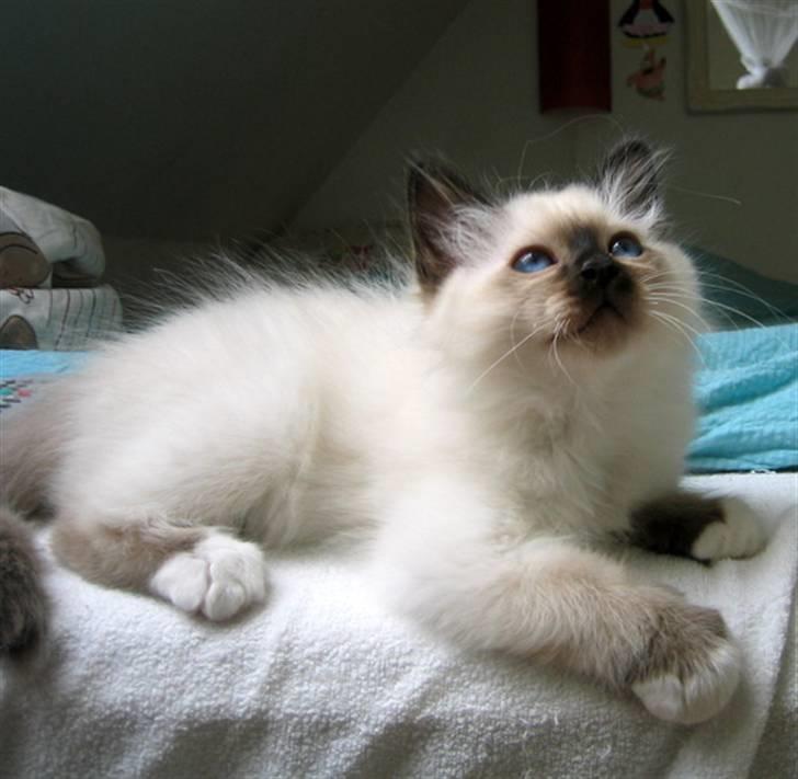 Hellig Birma Chicabee's Calypso  - calypso 10 uger gammel billede 14