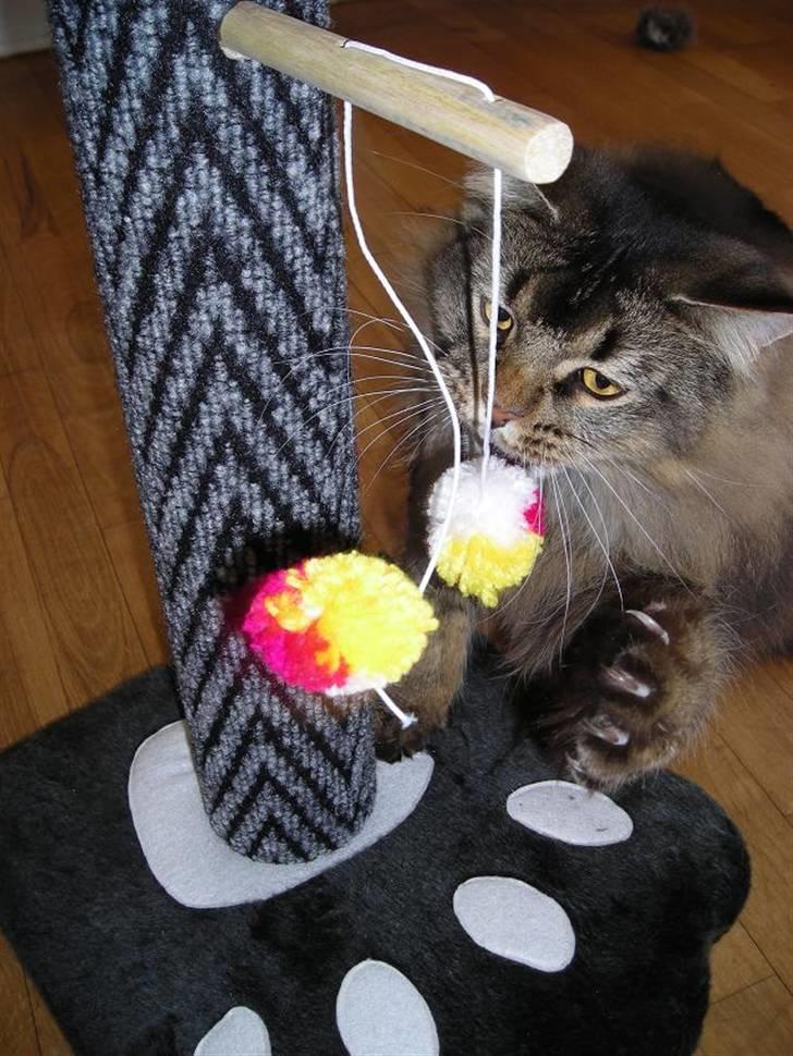 Norsk Skovkat Loke billede 16