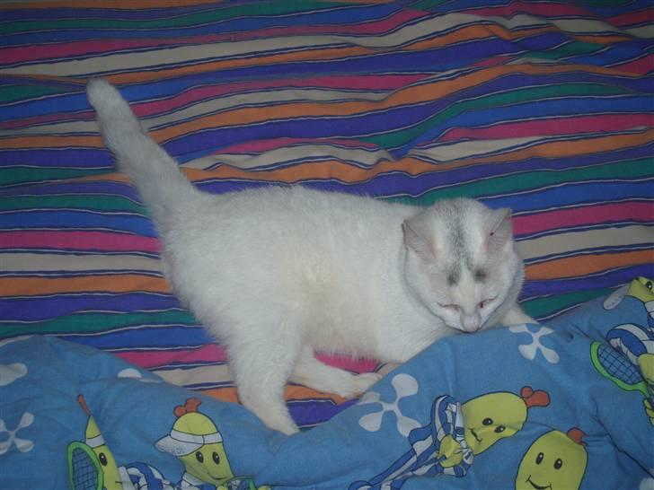 Huskat Maja (Død)  billede 2