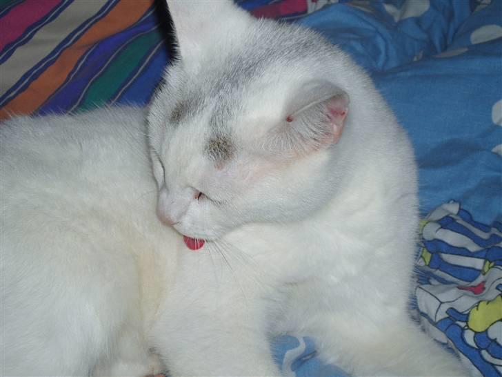 Huskat Maja (Død)  billede 3