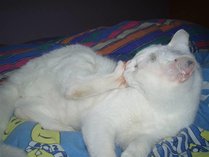 Huskat Maja (Død)  billede 4