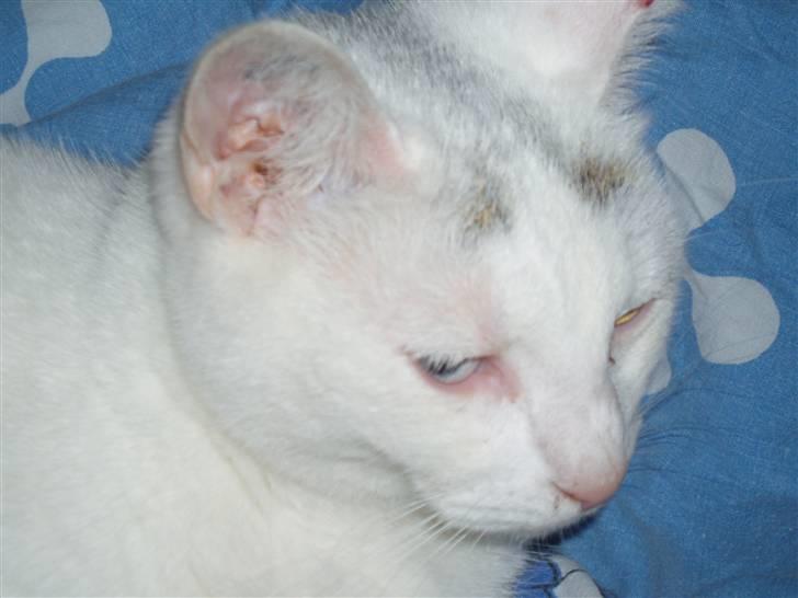 Huskat Maja (Død)  billede 5