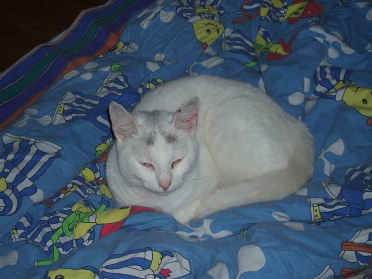 Huskat Maja (Død)  billede 6