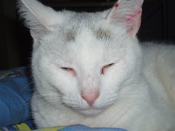 Huskat Maja (Død)  billede 7