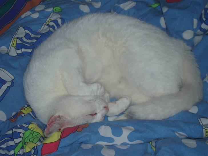 Huskat Maja (Død)  billede 8