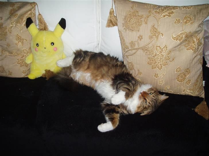 Blanding af racer King billede 2