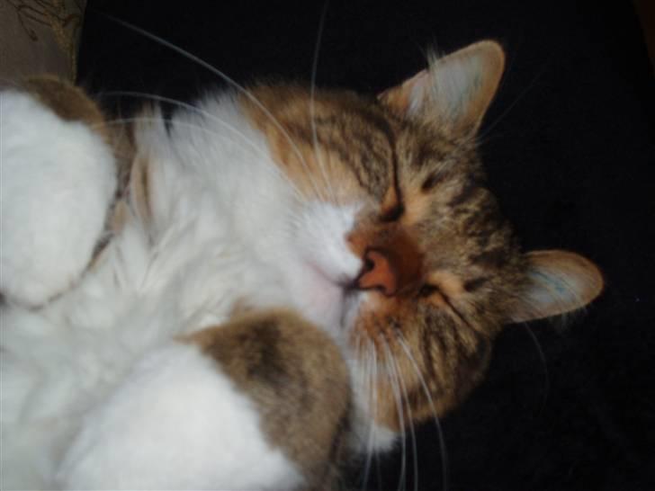 Blanding af racer King billede 3