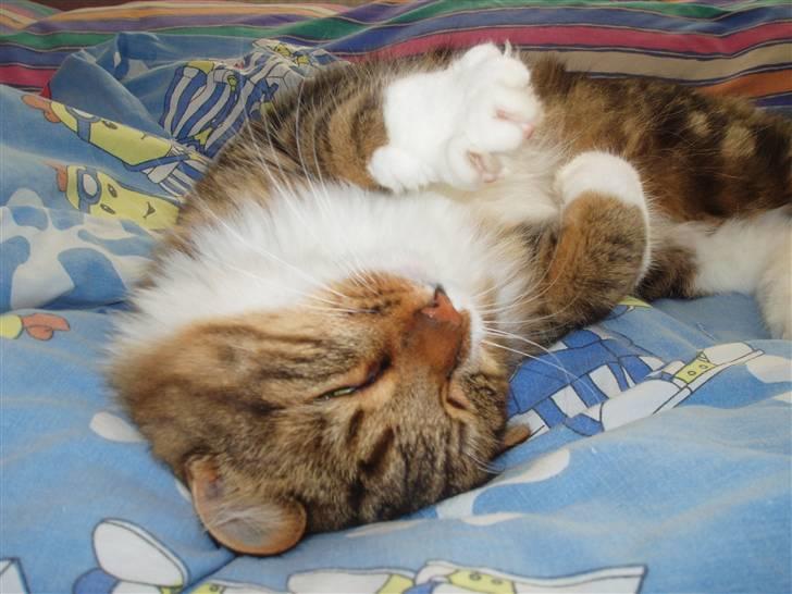 Blanding af racer King billede 4