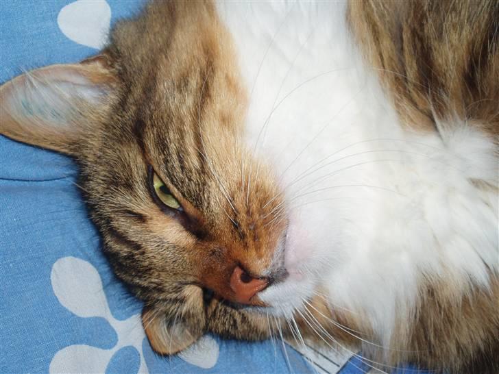 Blanding af racer King billede 5