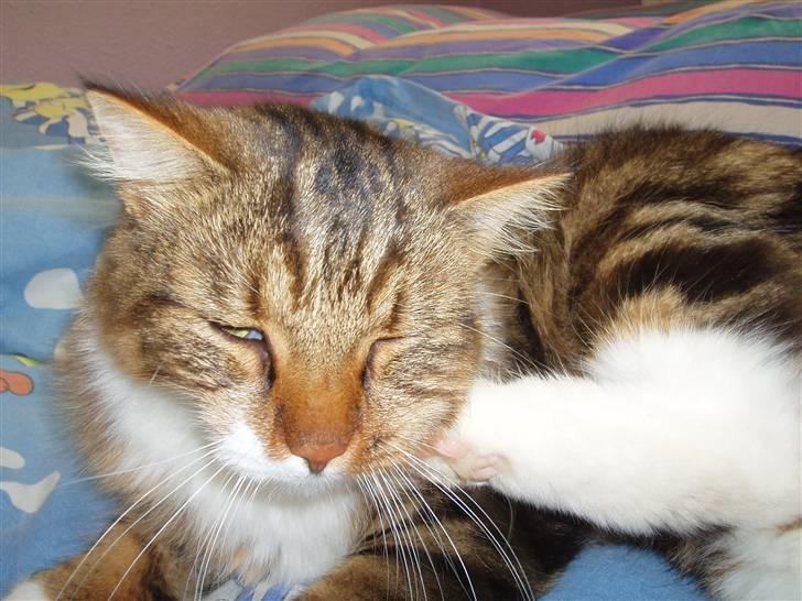 Blanding af racer King billede 6