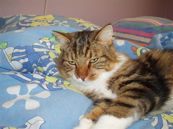 Blanding af racer King billede 7