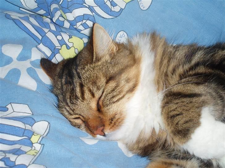 Blanding af racer King billede 8