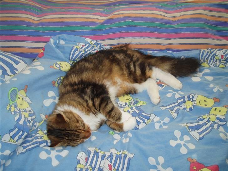 Blanding af racer King billede 9