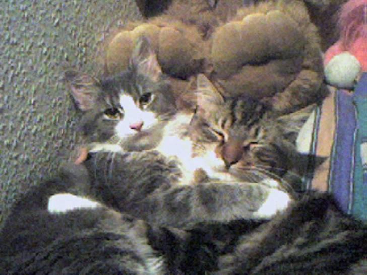 Blanding af racer King billede 10