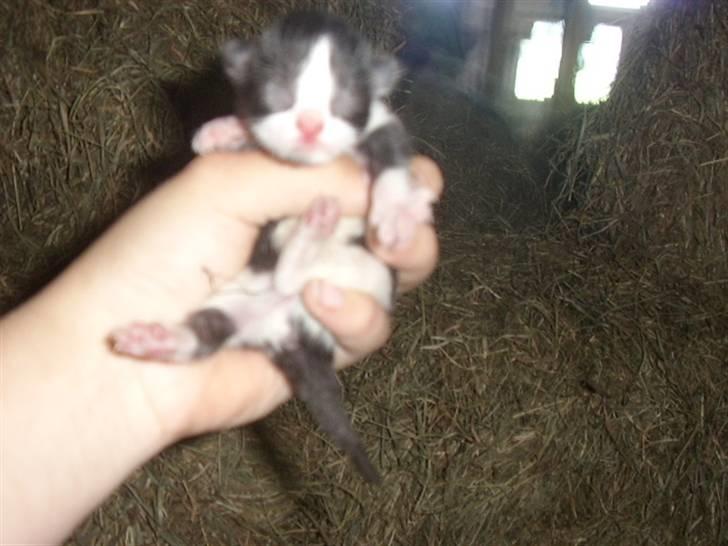 Blanding af racer Olympia/Mille billede 1