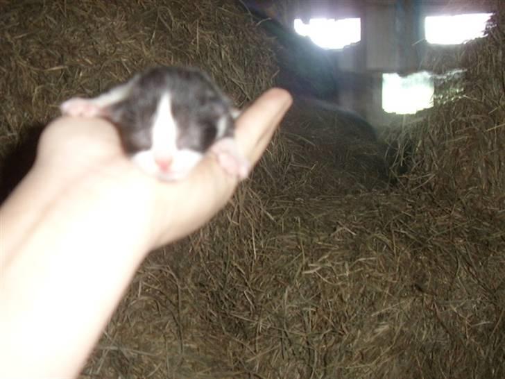 Blanding af racer Olympia/Mille billede 2