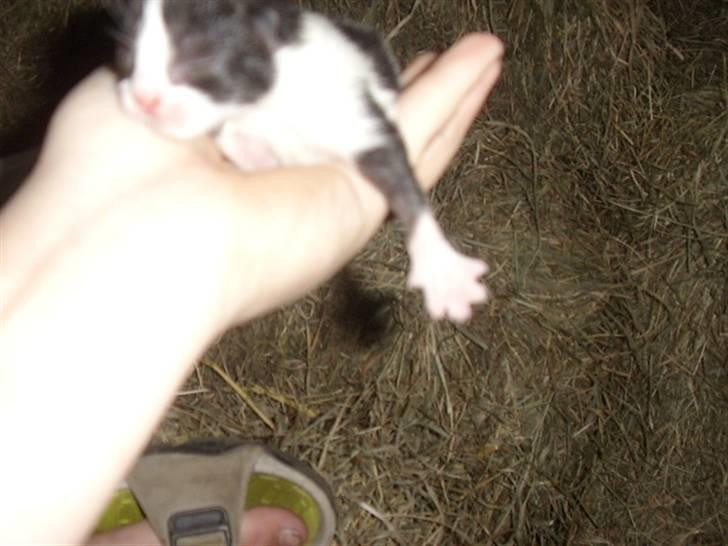 Blanding af racer Olympia/Mille billede 3