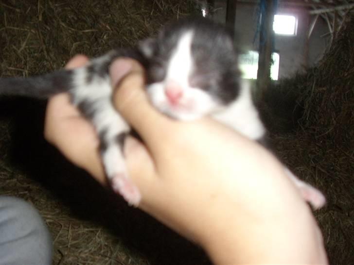 Blanding af racer Olympia/Mille billede 4