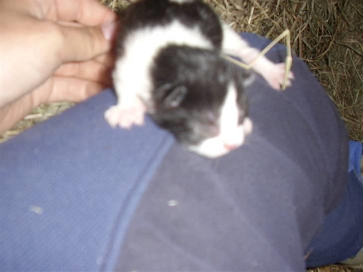 Blanding af racer Olympia/Mille billede 5