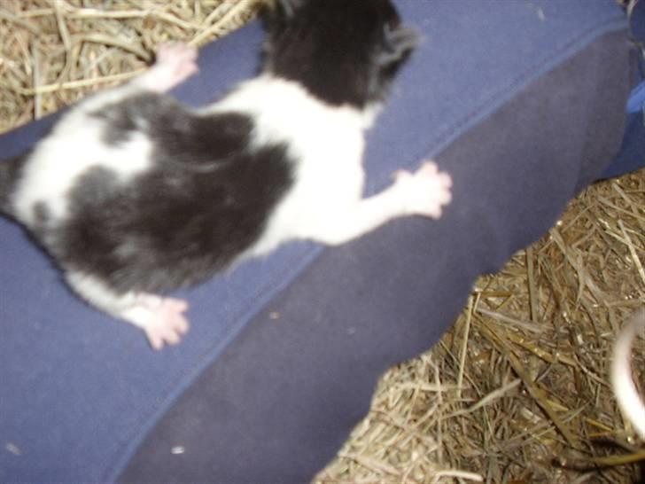 Blanding af racer Olympia/Mille billede 6