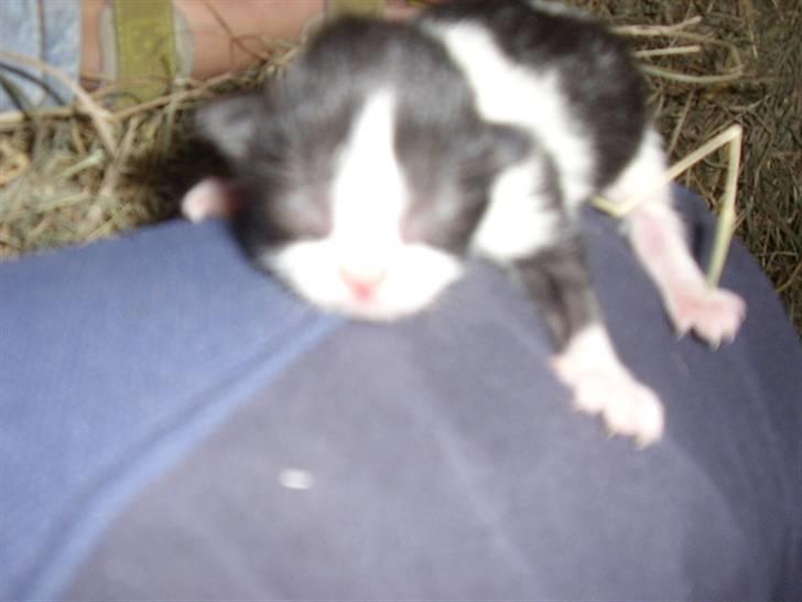 Blanding af racer Olympia/Mille billede 7