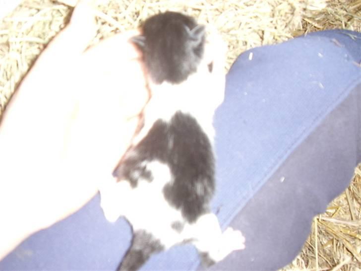 Blanding af racer Olympia/Mille billede 8