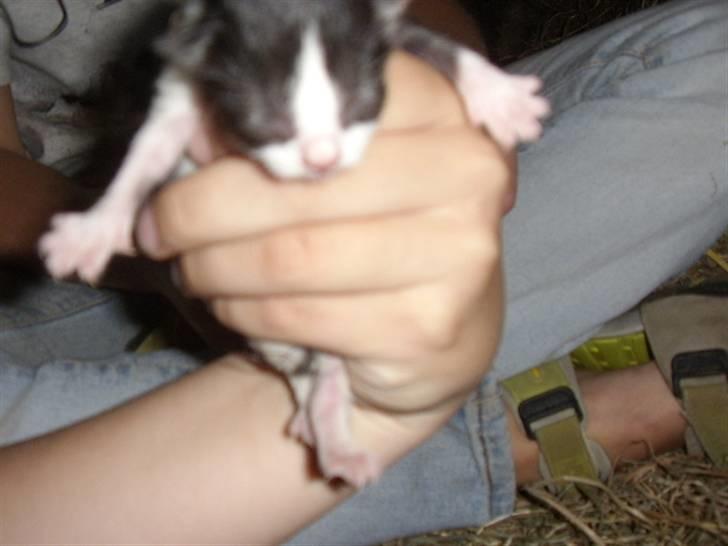 Blanding af racer Olympia/Mille billede 9