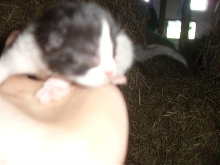 Blanding af racer Olympia/Mille billede 10