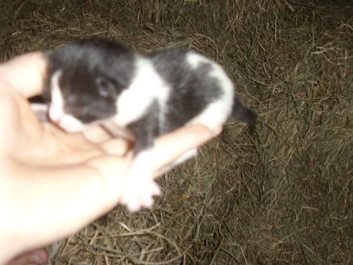 Blanding af racer Olympia/Mille billede 11