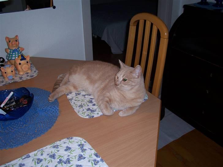 Huskat Gizmo - ligger bare og kigger rundt :P billede 18