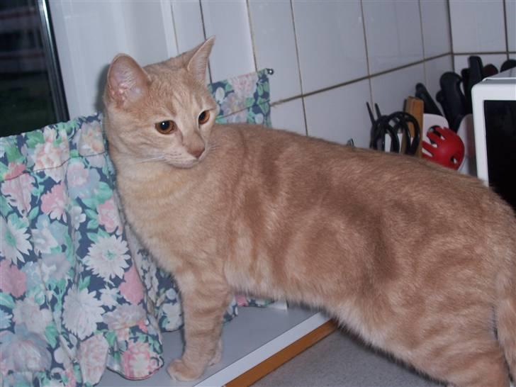 Huskat Gizmo - skal lige til at lure ud af vinduet :) billede 19