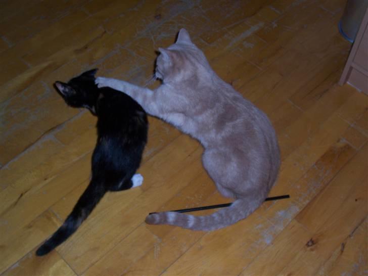 Huskat Gizmo - hun skal have slag hende den lille ;) billede 20