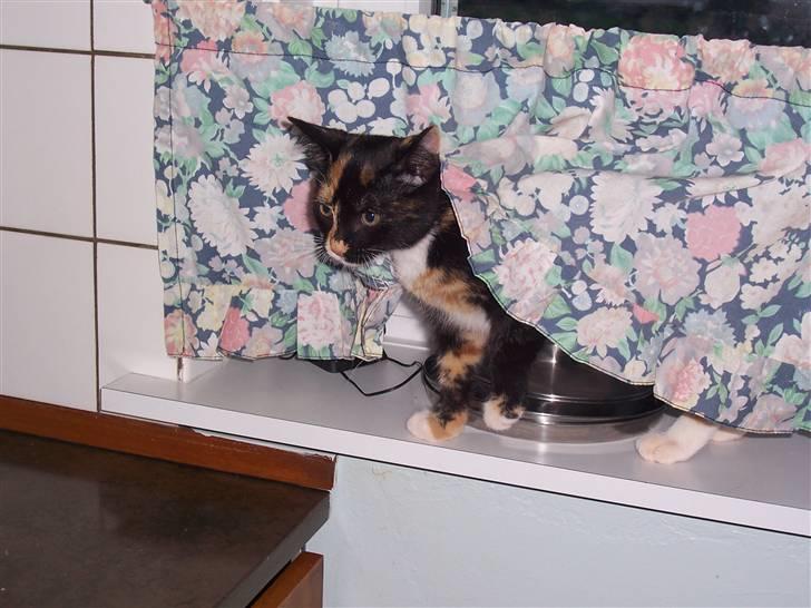 Huskat Belle - hvad laver i :P billede 10