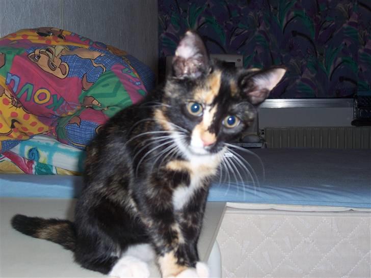 Huskat Belle - mig du tager billed af :) billede 11