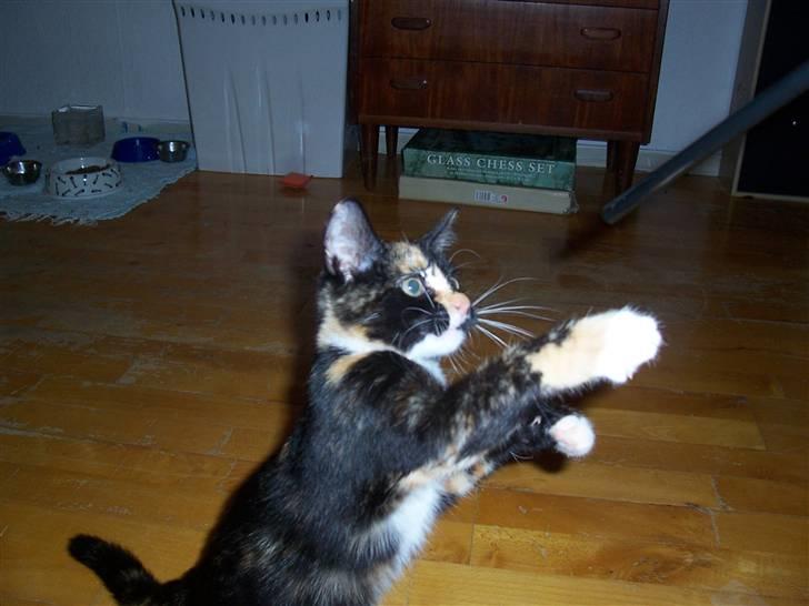 Huskat Belle - kom med den pind billede 12