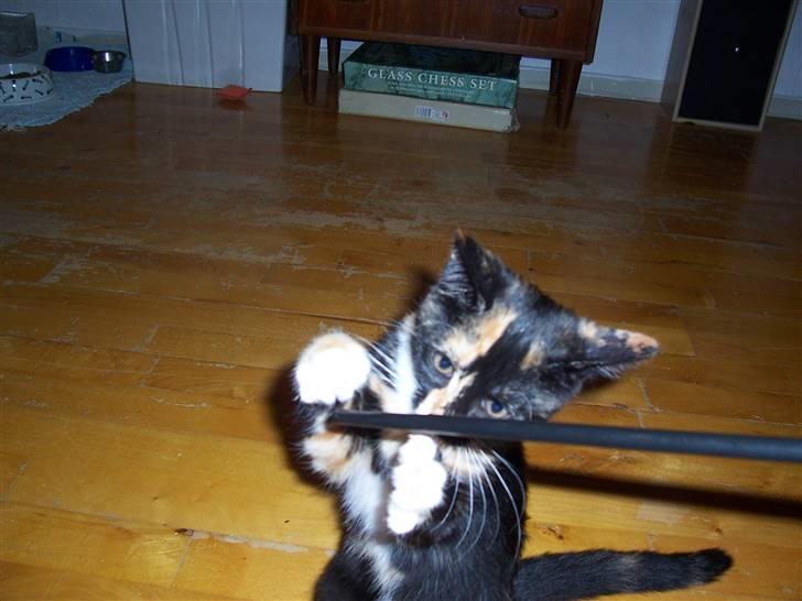 Huskat Belle - jeg fik dig :P billede 13