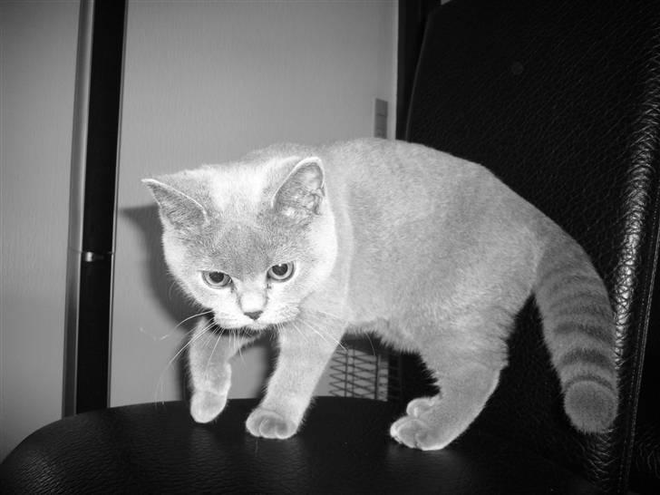 British Shorthair Mika Død 12/04-09 - ude på spilopper.. billede 1