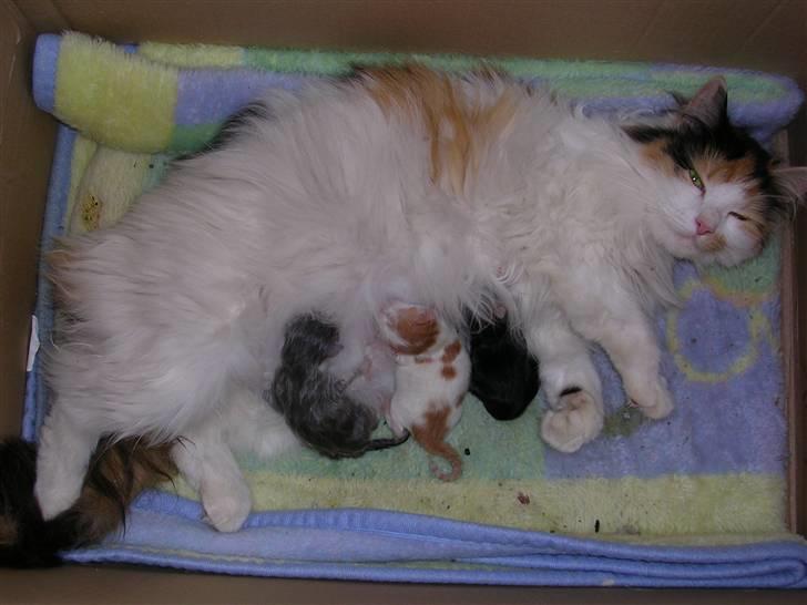 Norsk Skovkat Mambo "Flapøre" R.I.P - Her er jeg så lige kommet til verden ca et døgn sendere ind de andre. jeg er stadig våd billede 8