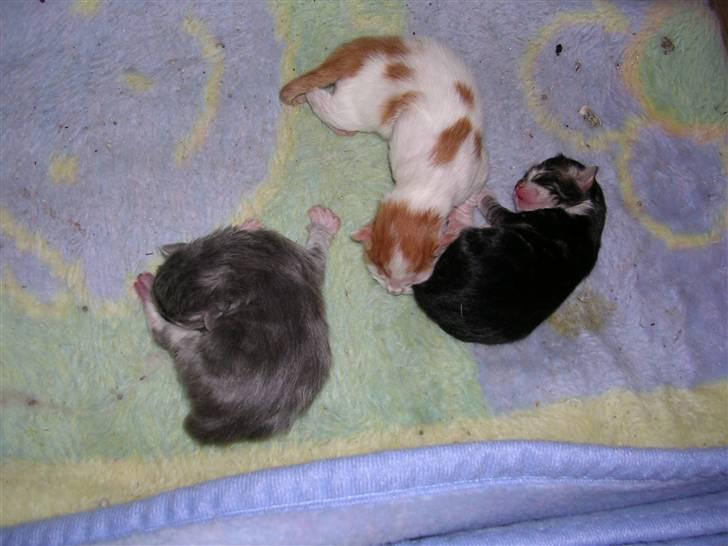 Norsk Skovkat Mambo "Flapøre" R.I.P - Er vi ikke bare søde og små :o) billede 9