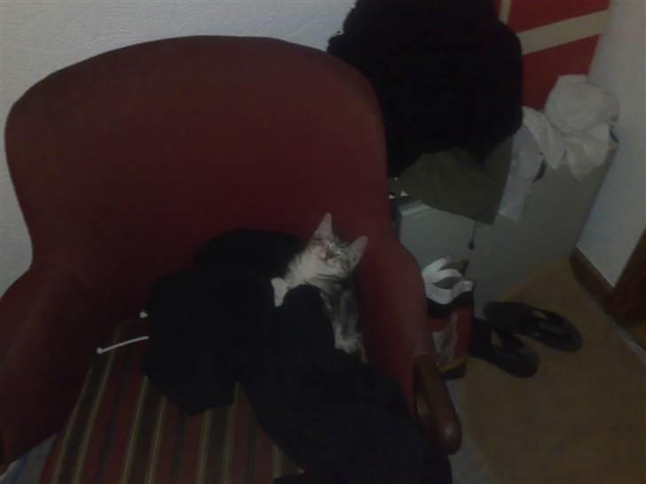 Huskat pjevs kørt ned :'( billede 1