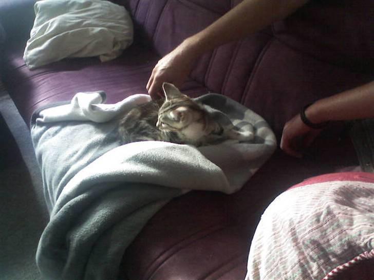 Huskat pjevs kørt ned :'( billede 2